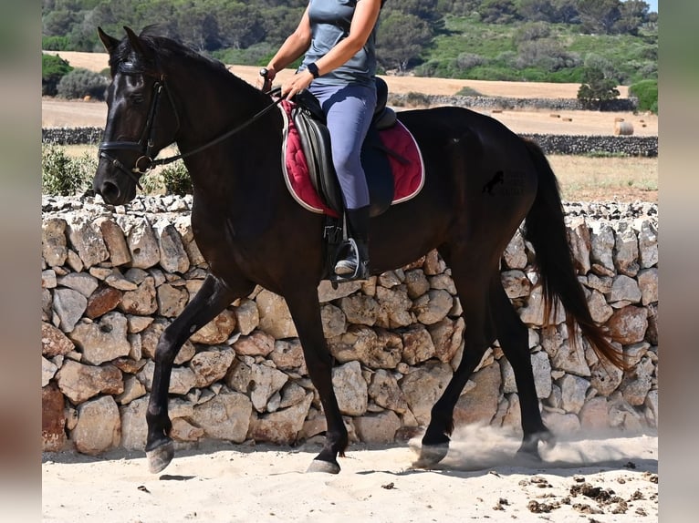Menorcaanse Merrie 4 Jaar 161 cm Zwart in Menorca