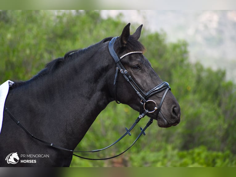 Menorcaanse Merrie 4 Jaar 165 cm Zwart in Menorca