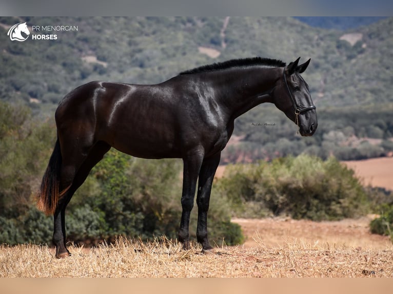 Menorcaanse Merrie 4 Jaar 174 cm Zwart in Menorca