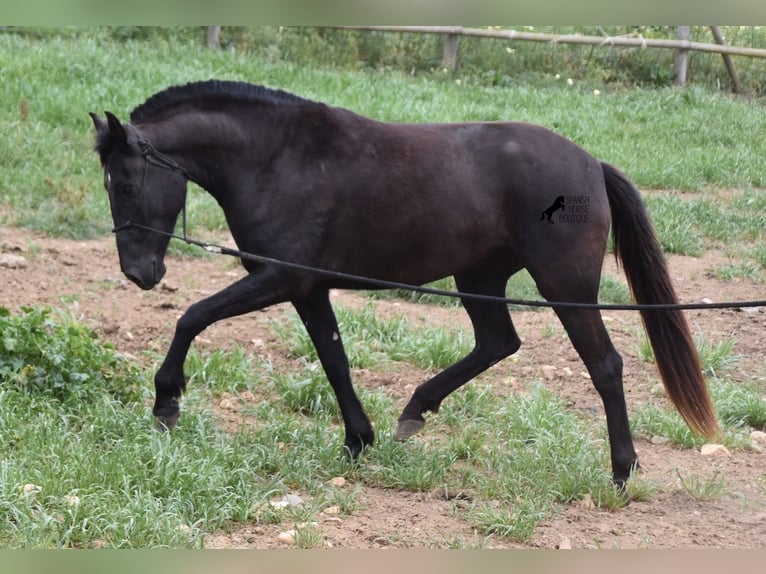 Menorcaanse Merrie 5 Jaar 154 cm Zwart in Menorca