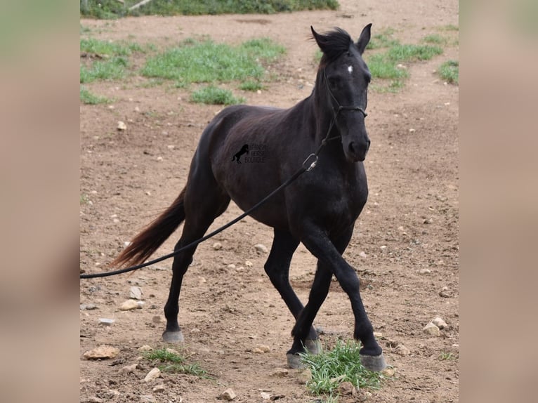 Menorcaanse Merrie 5 Jaar 154 cm Zwart in Menorca