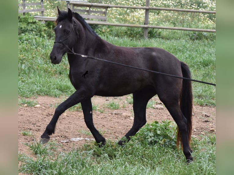 Menorcaanse Merrie 5 Jaar 154 cm Zwart in Menorca