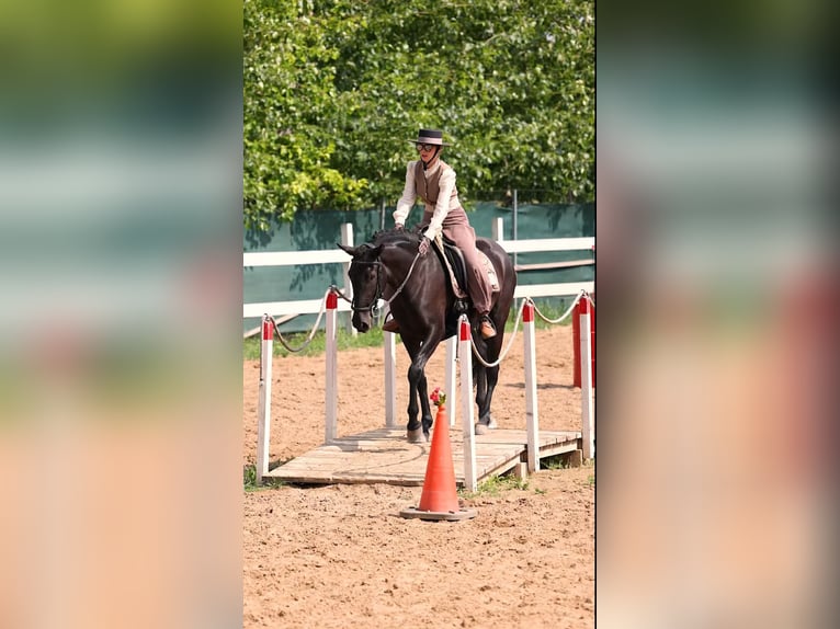 Menorcaanse Merrie 5 Jaar 155 cm Zwart in Vysoká Pri Morave