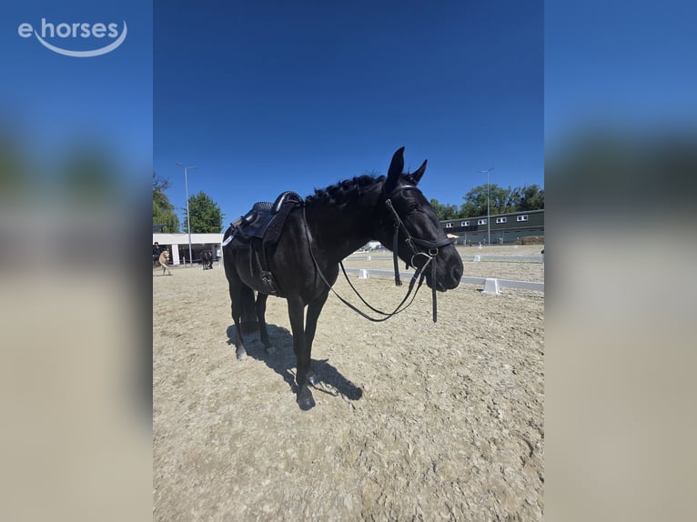 Menorcaanse Merrie 5 Jaar 155 cm Zwart in Wien