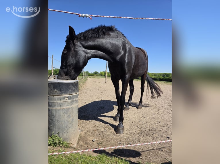 Menorcaanse Merrie 5 Jaar 155 cm Zwart in Wien