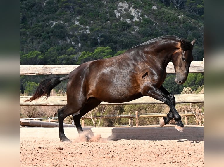 Menorcaanse Merrie 5 Jaar 159 cm Zwart in Menorca
