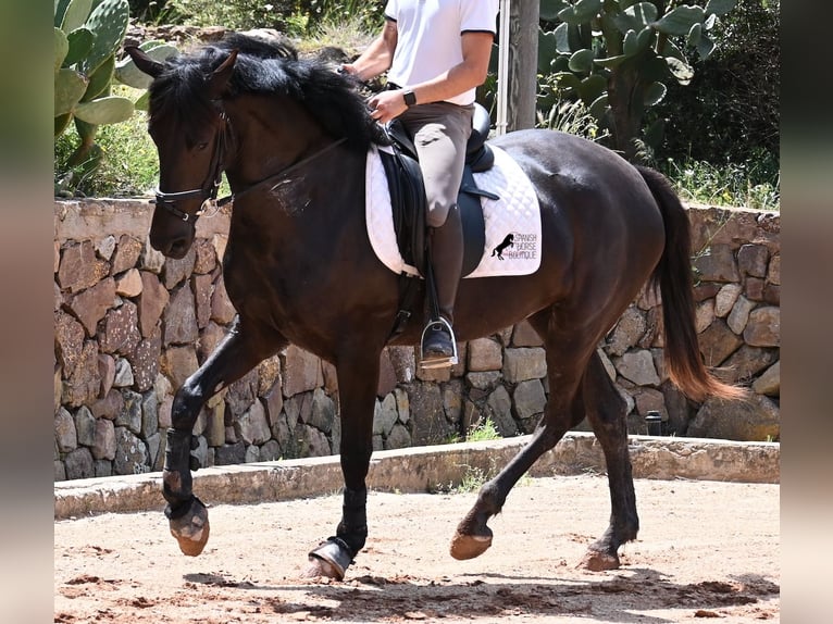 Menorcaanse Merrie 5 Jaar 165 cm Zwart in Menorca