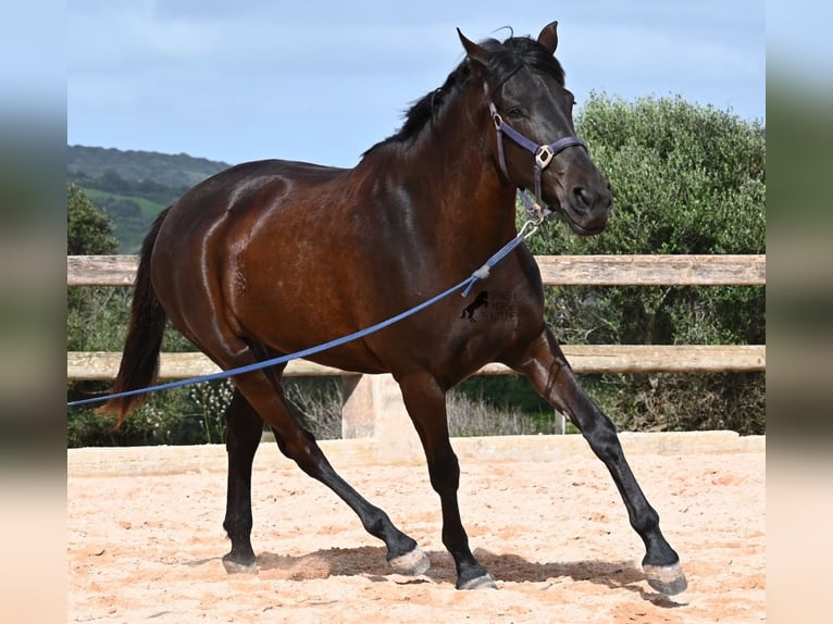 Menorcaanse Merrie 5 Jaar 165 cm Zwart in Menorca