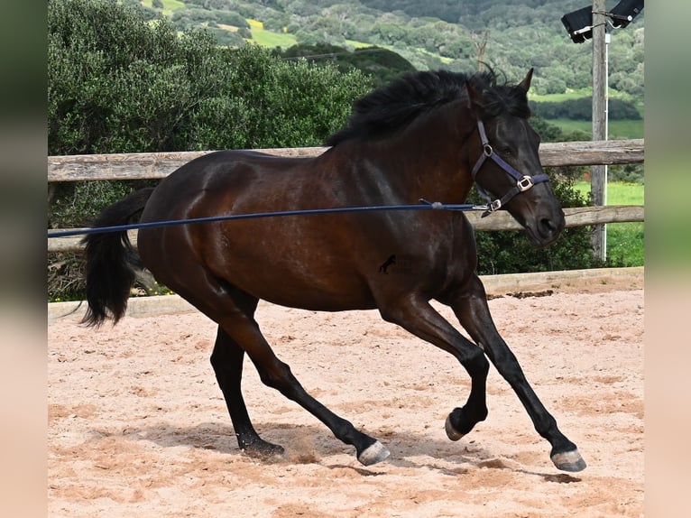 Menorcaanse Merrie 5 Jaar 165 cm Zwart in Menorca