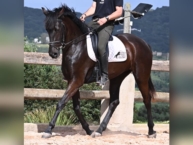 Menorcaanse Merrie 5 Jaar 165 cm Zwart in Menorca