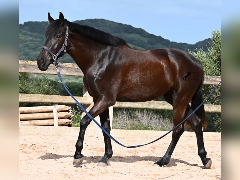 Menorcaanse Merrie 5 Jaar 165 cm Zwart in Menorca