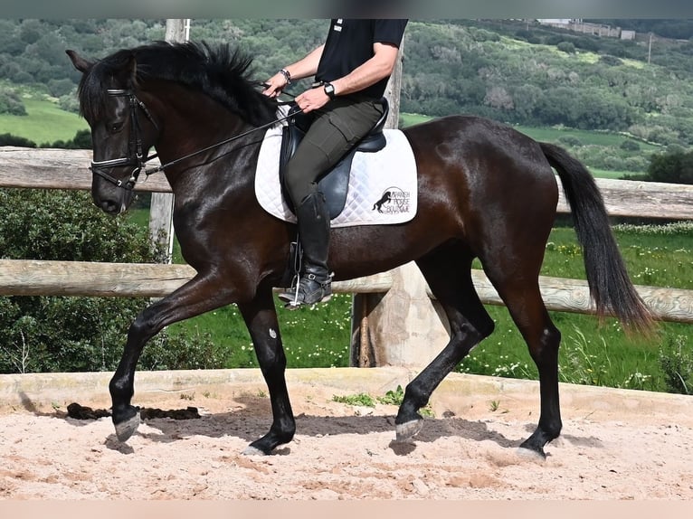 Menorcaanse Merrie 5 Jaar 165 cm Zwart in Menorca