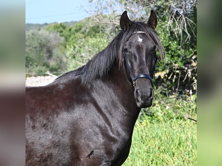 Menorcaanse Merrie 5 Jaar 167 cm Zwart in Menorca