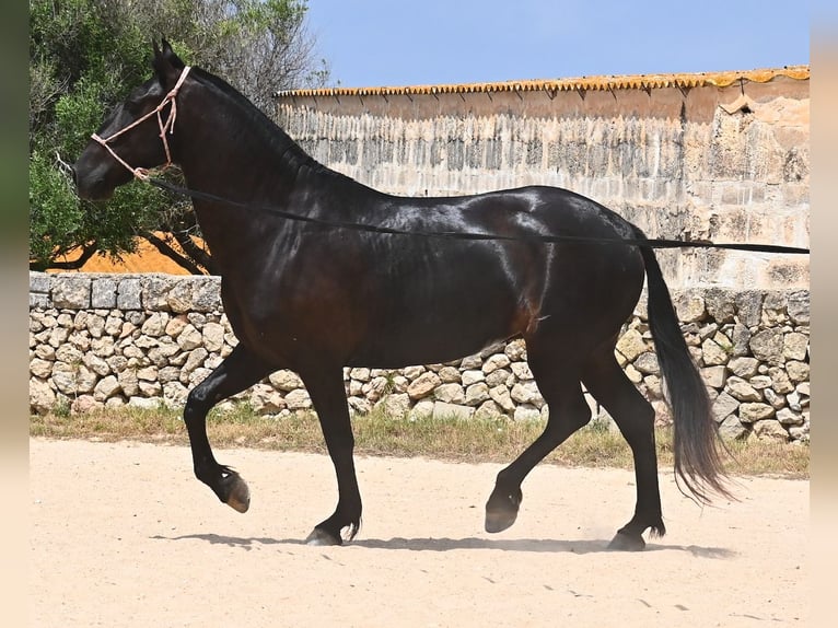 Menorcaanse Merrie 6 Jaar 158 cm Zwart in Menorca