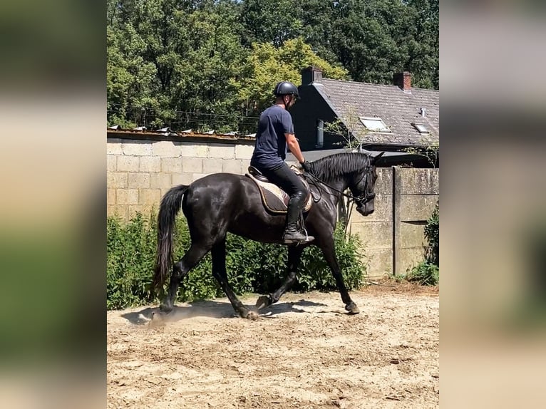 Menorcaanse Merrie 6 Jaar 164 cm Zwart in Herenthout