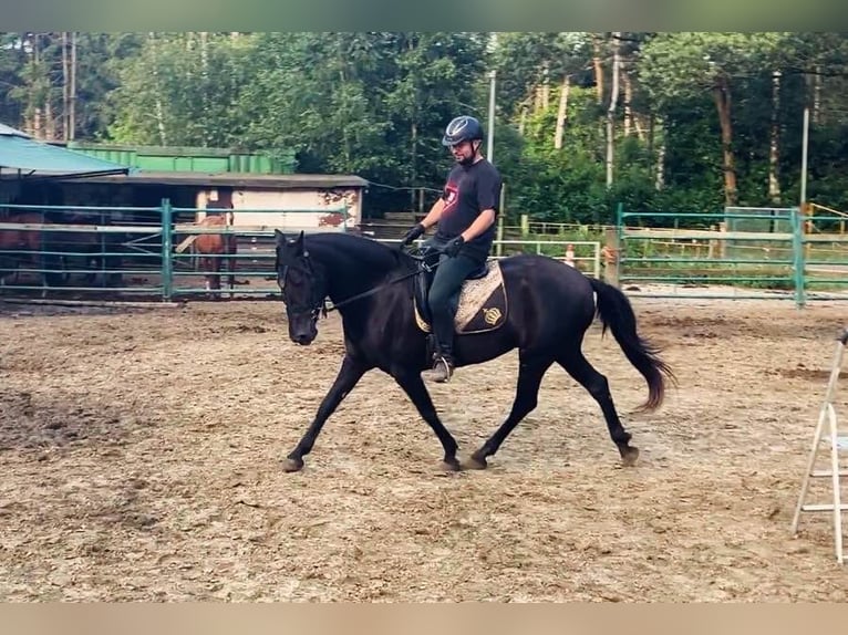 Menorcaanse Merrie 6 Jaar 164 cm Zwart in Herenthout