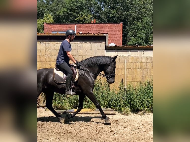 Menorcaanse Merrie 6 Jaar 164 cm Zwart in Herenthout