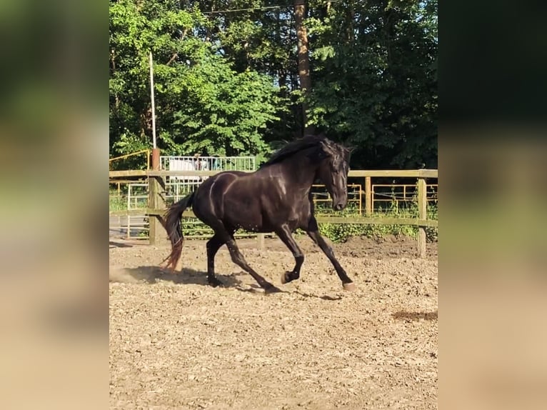 Menorcaanse Merrie 6 Jaar 164 cm Zwart in Herenthout