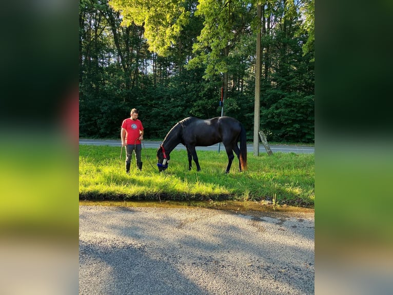 Menorcaanse Merrie 6 Jaar 164 cm Zwart in Herenthout