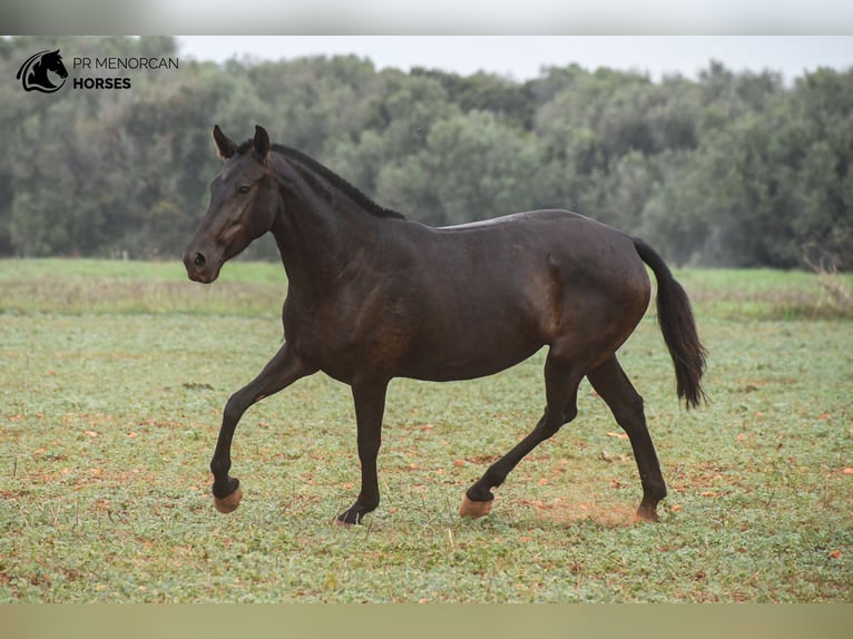 Menorcaanse Merrie 7 Jaar 151 cm Zwart in Menorca