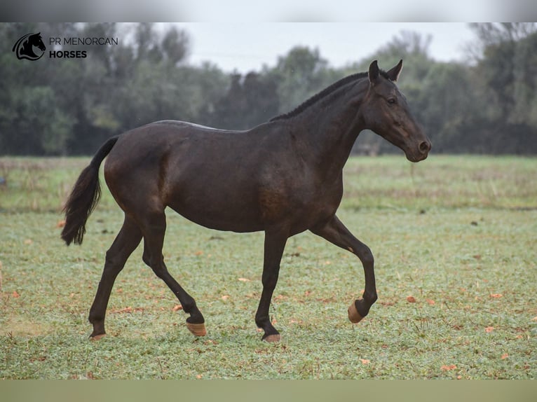 Menorcaanse Merrie 7 Jaar 151 cm Zwart in Menorca