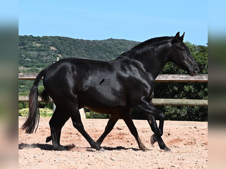Menorcaanse Merrie 8 Jaar 153 cm Zwart in Menorca