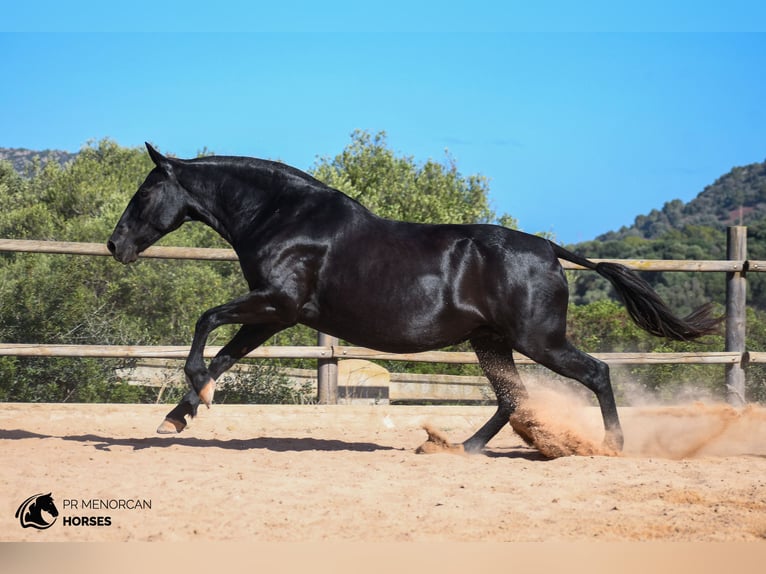 Menorcaanse Merrie 8 Jaar 157 cm Zwart in Menorca