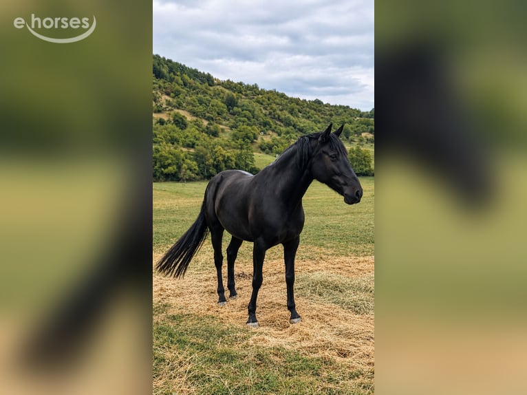 Menorcaanse Merrie 8 Jaar 159 cm Zwart in Rudersberg