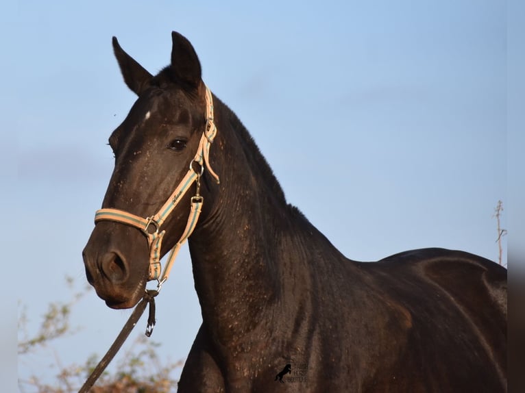 Menorcaanse Merrie 8 Jaar 160 cm Zwart in Menorca