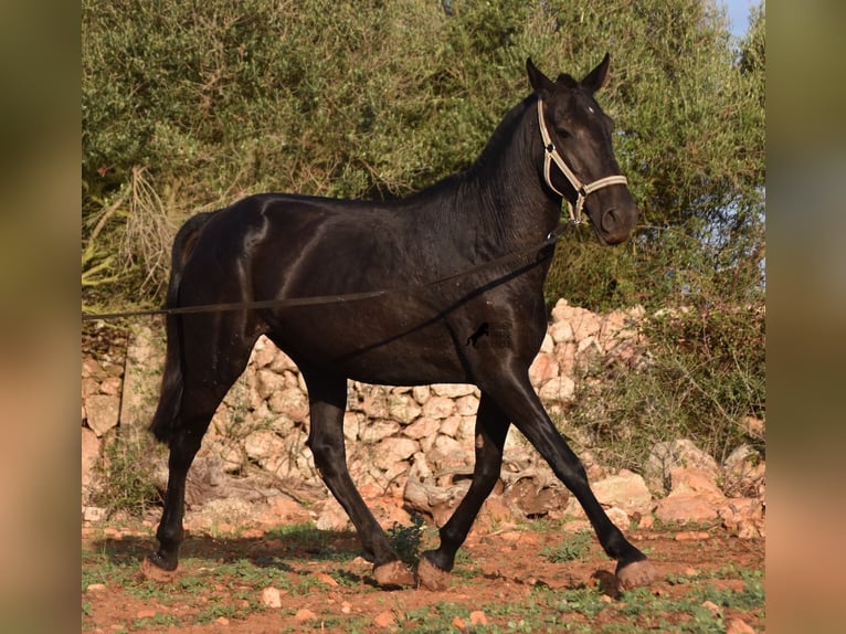 Menorcaanse Merrie 8 Jaar 160 cm Zwart in Menorca