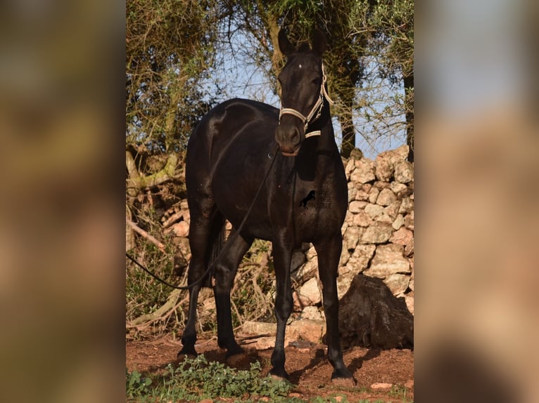 Menorcaanse Merrie 8 Jaar 160 cm Zwart in Menorca