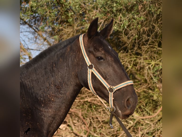 Menorcaanse Merrie 8 Jaar 160 cm Zwart in Menorca