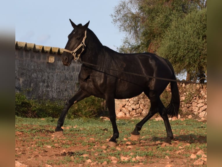 Menorcaanse Merrie 8 Jaar 160 cm Zwart in Menorca