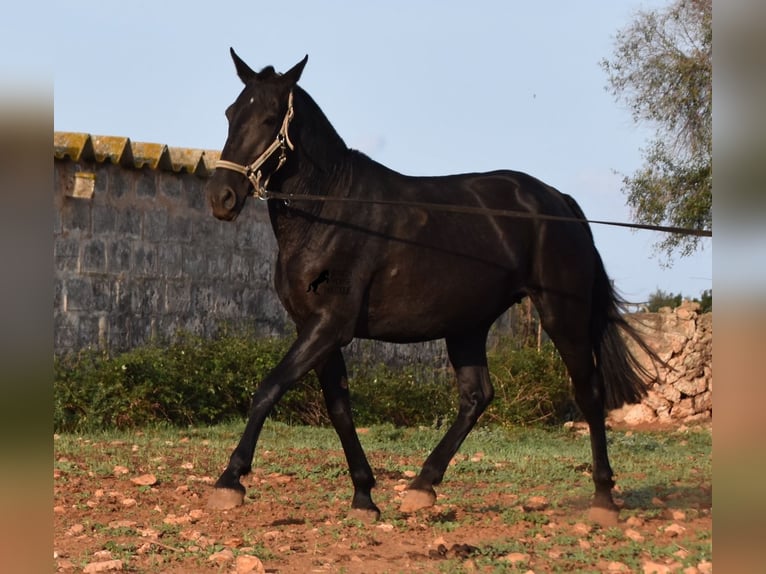 Menorcaanse Merrie 8 Jaar 160 cm Zwart in Menorca