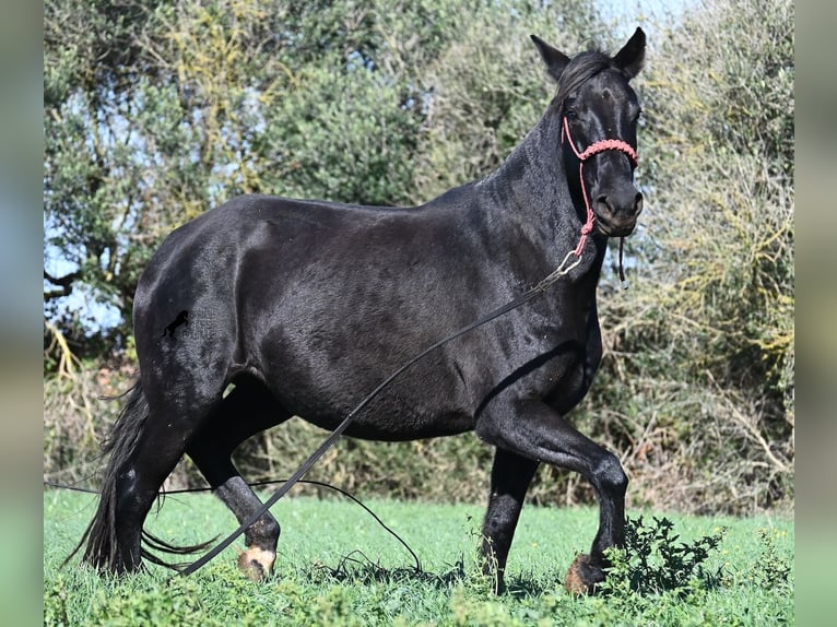 Menorcaanse Merrie 9 Jaar 154 cm Zwart in Menorca