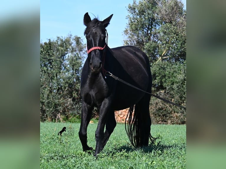 Menorcaanse Merrie 9 Jaar 154 cm Zwart in Menorca