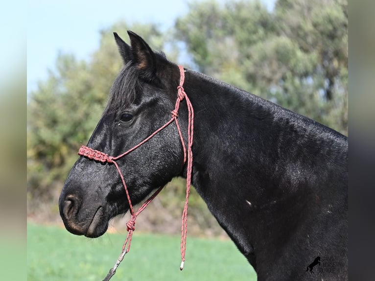 Menorcaanse Merrie 9 Jaar 154 cm Zwart in Menorca