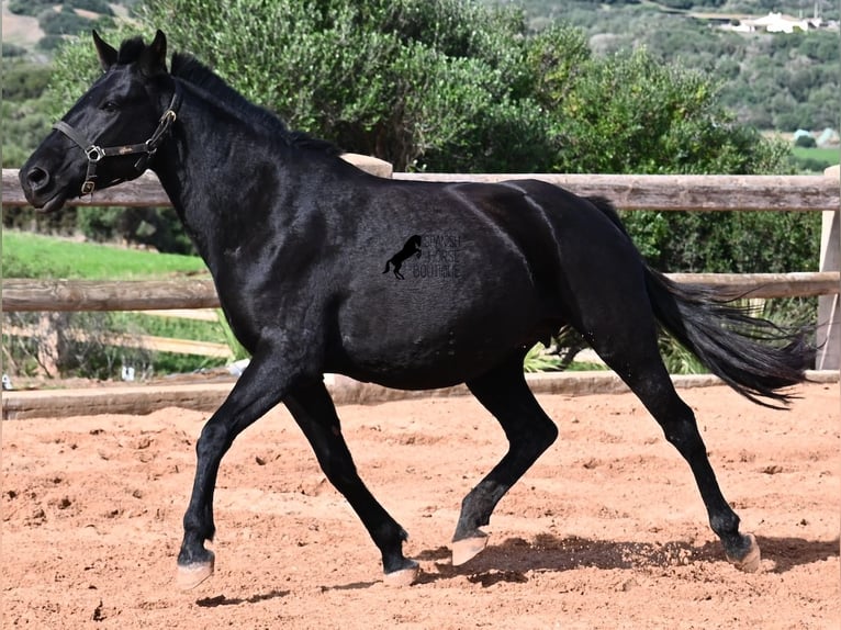 Menorcaanse Merrie 9 Jaar 156 cm Zwart in Menorca