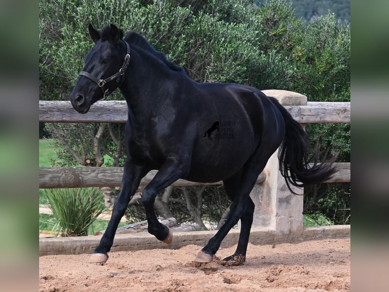 Menorcaanse Merrie 9 Jaar 156 cm Zwart in Menorca