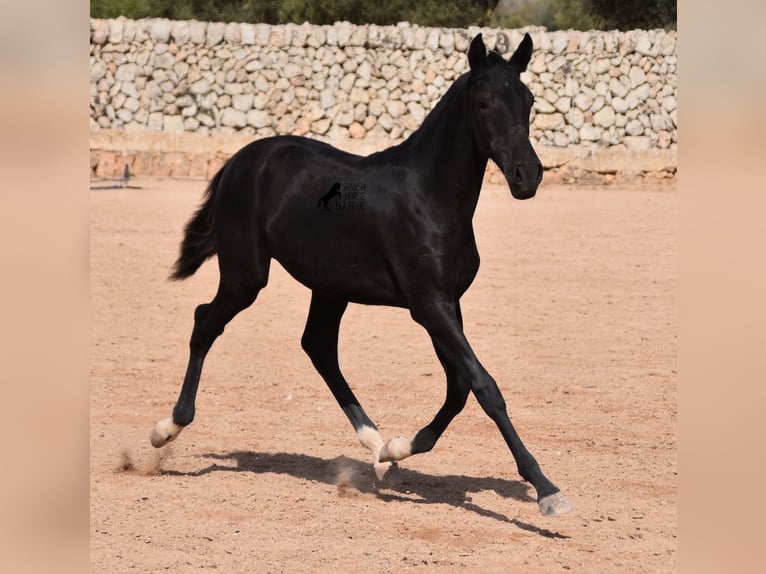 Menorcaanse Merrie veulen (01/2024) 155 cm Zwart in Menorca