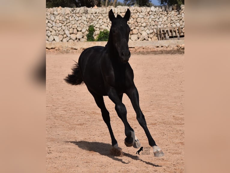 Menorcaanse Merrie veulen (01/2024) 155 cm Zwart in Menorca