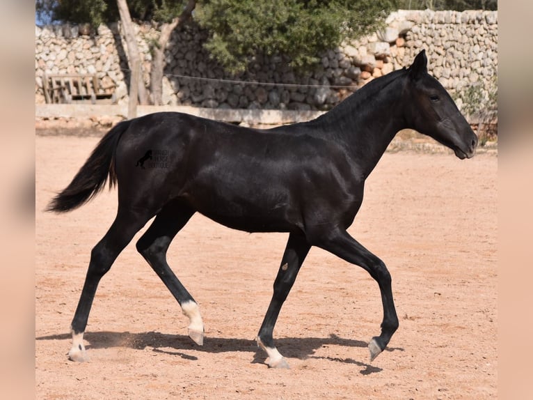 Menorcaanse Merrie veulen (01/2024) 155 cm Zwart in Menorca