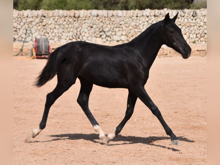 Menorcaanse Merrie veulen (01/2024) 155 cm Zwart in Menorca