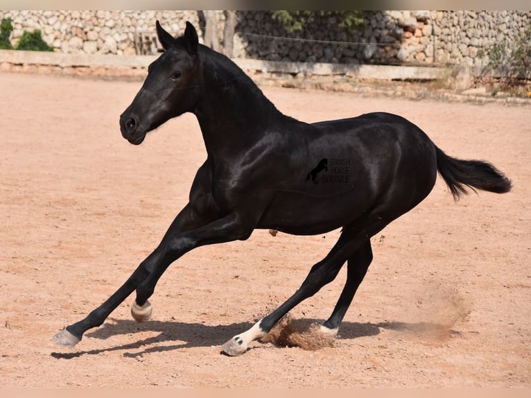 Menorcaanse Merrie veulen (01/2024) 155 cm Zwart in Menorca