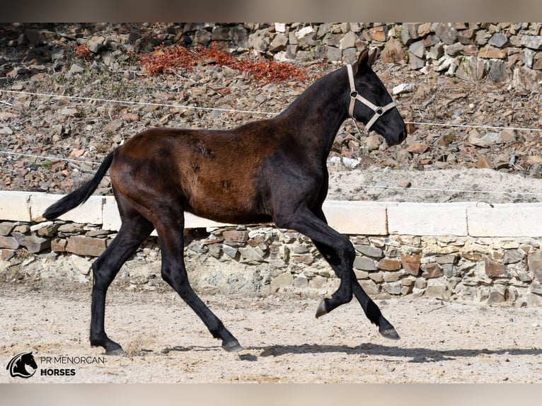 Menorcaanse Merrie Veulen (03/2026) 156 cm Zwart in Ciutadella De Menorca