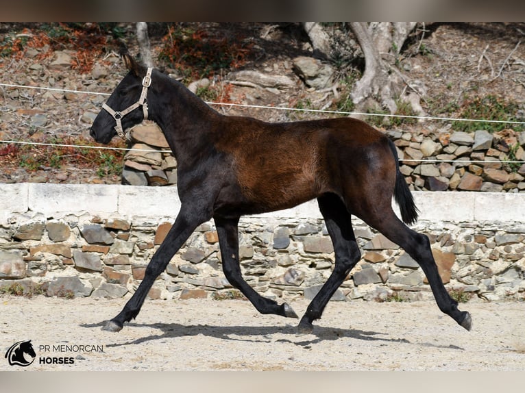 Menorcaanse Merrie Veulen (03/2026) 156 cm Zwart in Ciutadella De Menorca