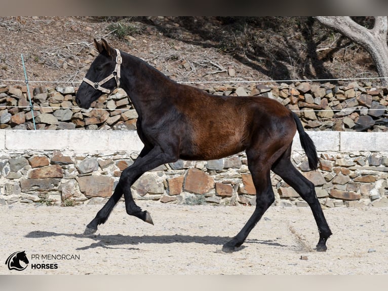 Menorcaanse Merrie Veulen (03/2026) 156 cm Zwart in Ciutadella De Menorca