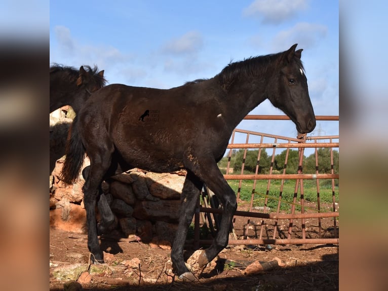 Menorcaanse Merrie veulen (05/2024) 157 cm Zwart in Menorca