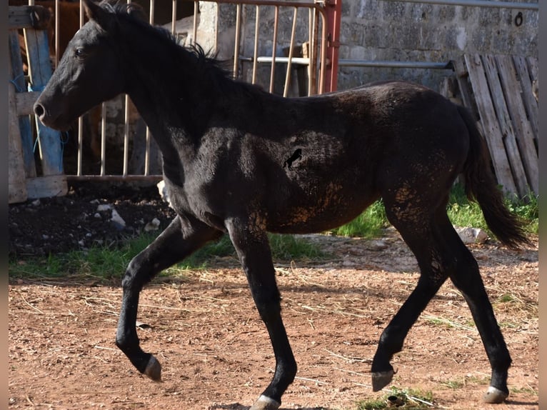 Menorcaanse Merrie veulen (05/2024) 157 cm Zwart in Menorca