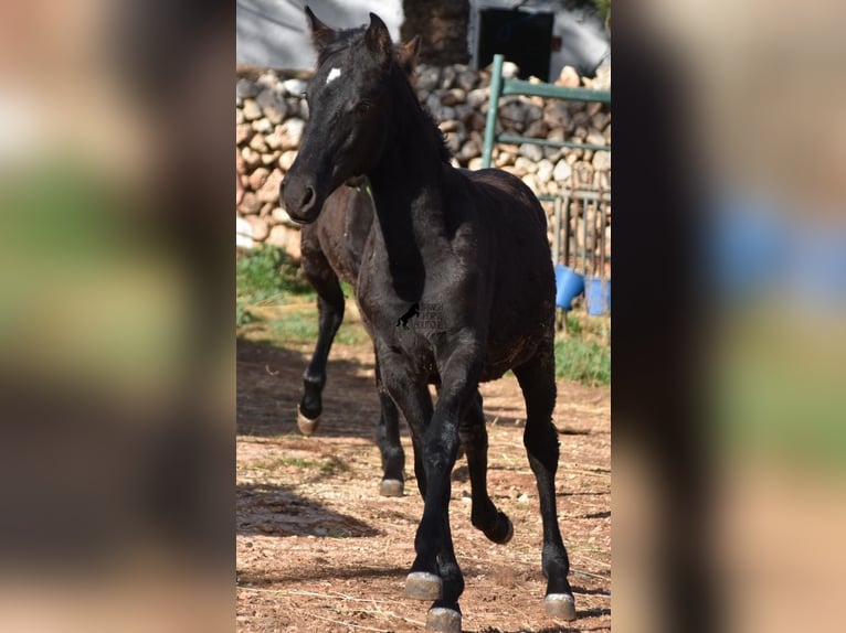 Menorcaanse Merrie veulen (05/2024) 157 cm Zwart in Menorca